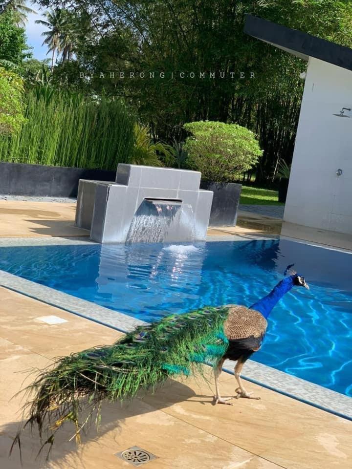 Dreamink Farm Og Myl'S Place Sorsogon Esterno foto